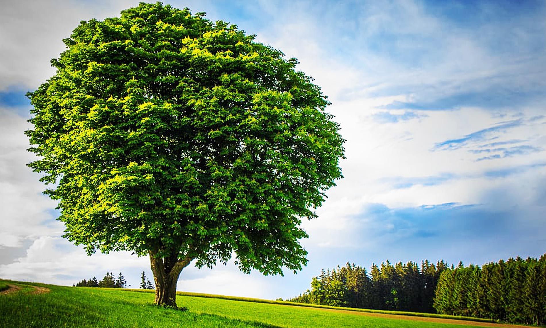Tree Transplantation and Relocation
