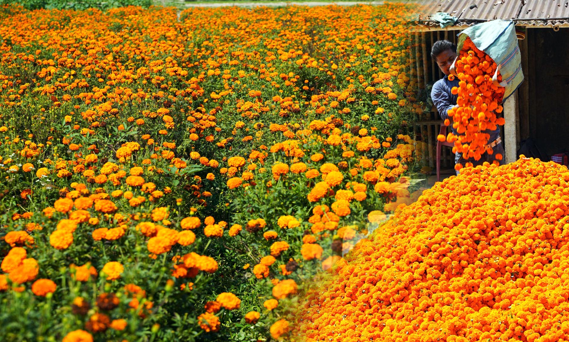 Lutein from marigold flowers