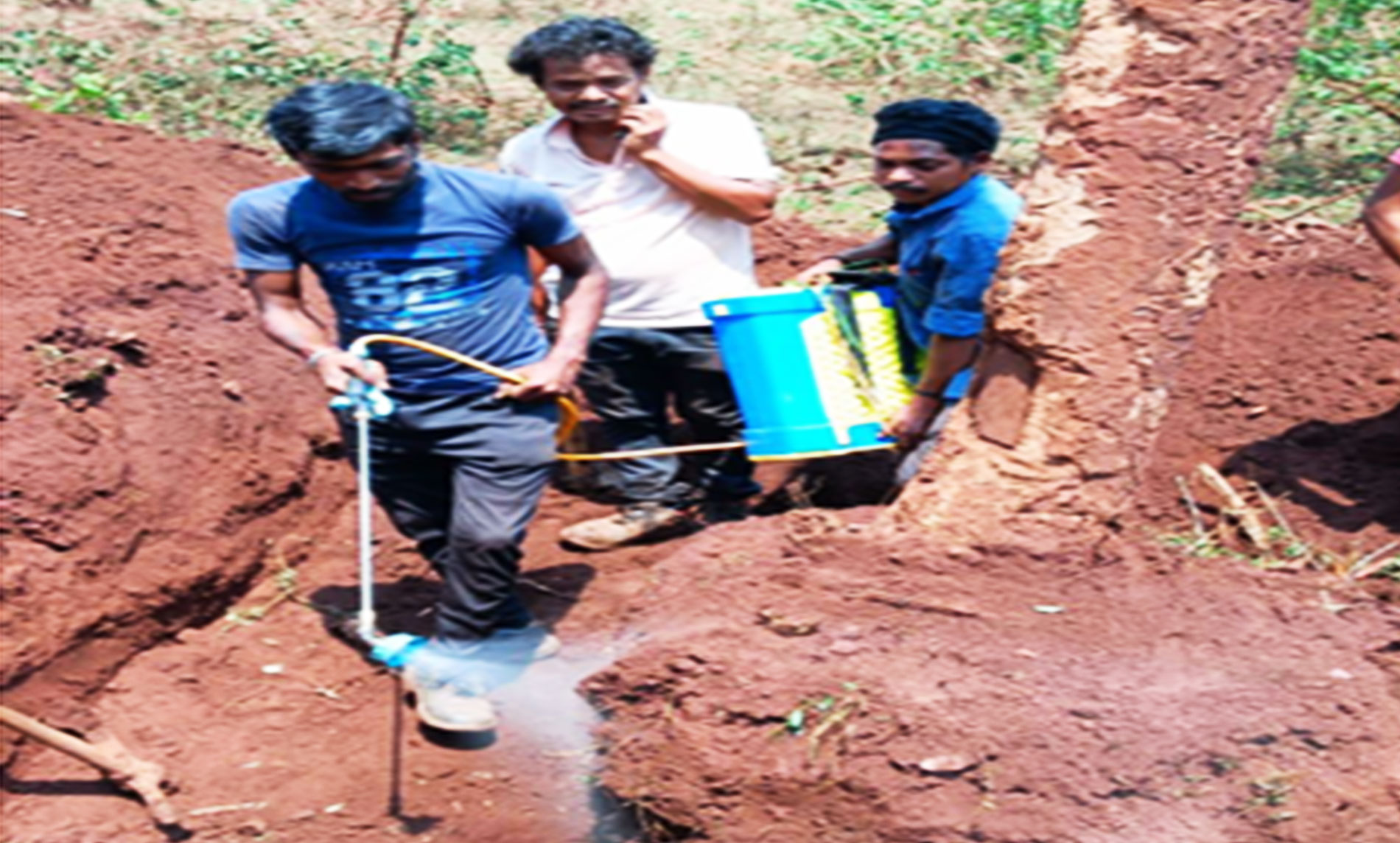 Post transplantation care including watering mulching and monitoring tree health