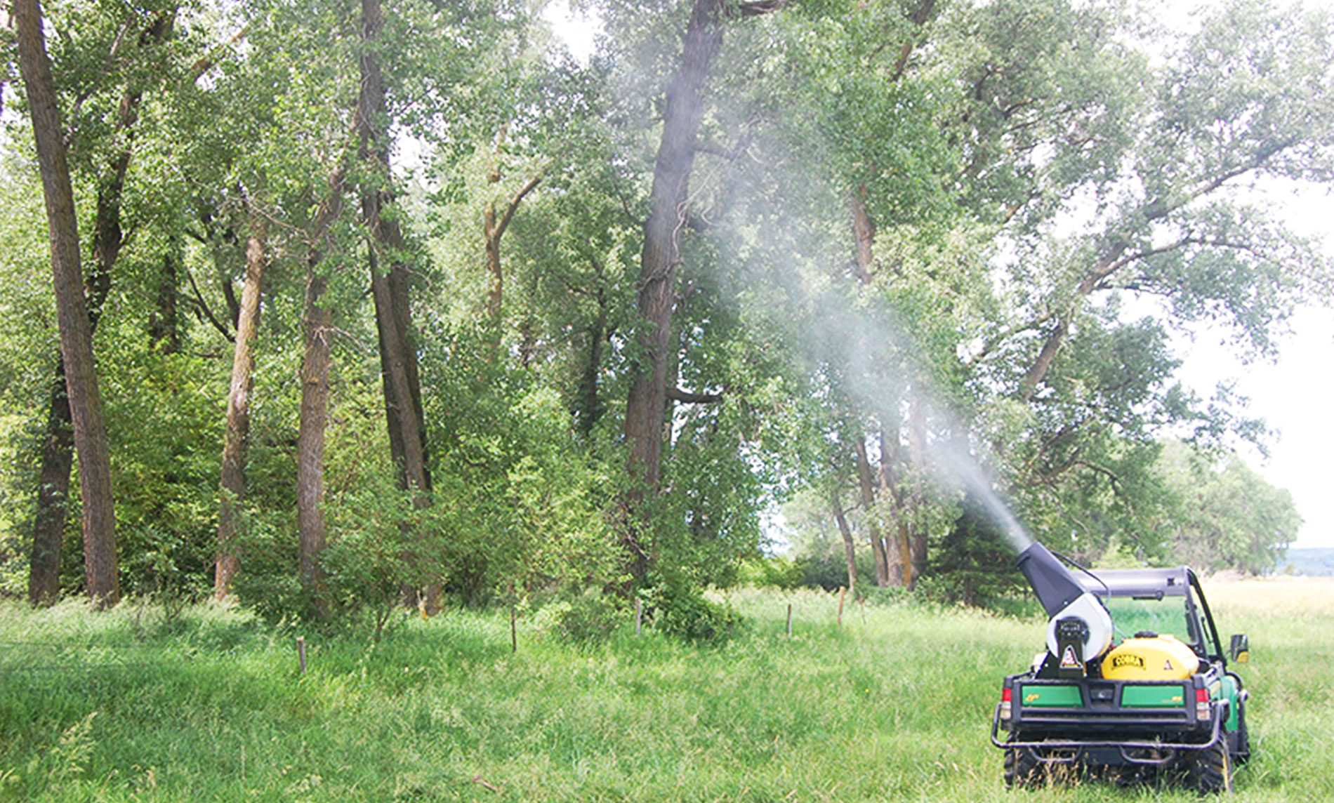 Pre treatment inspection of tree health root system before transplantation process