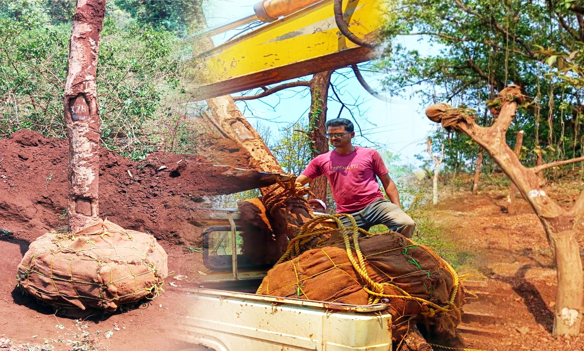 Tree Transplantation and Relocation