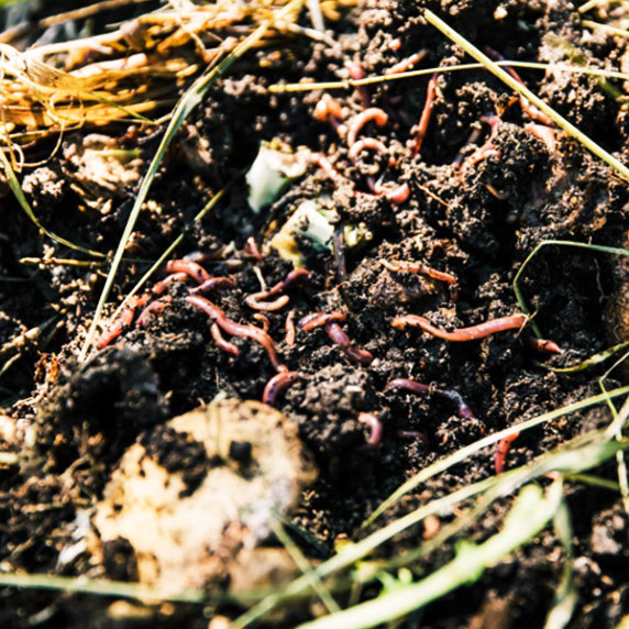 Earthworm compost production process in India